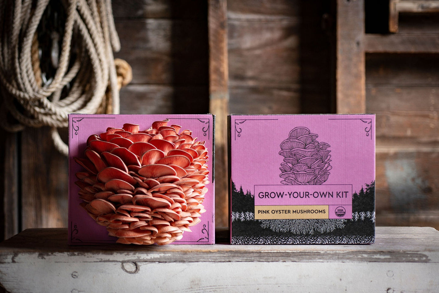 3-Pack of Organic Mushroom Grow Kits - The Shroomdom