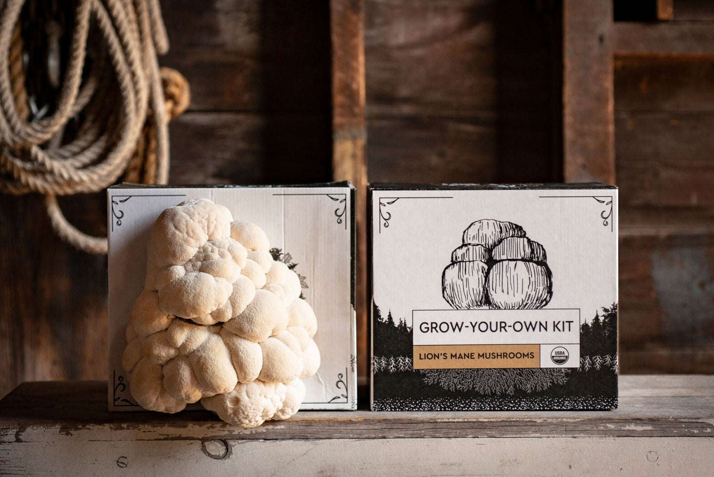 3-Pack of Organic Mushroom Grow Kits - The Shroomdom