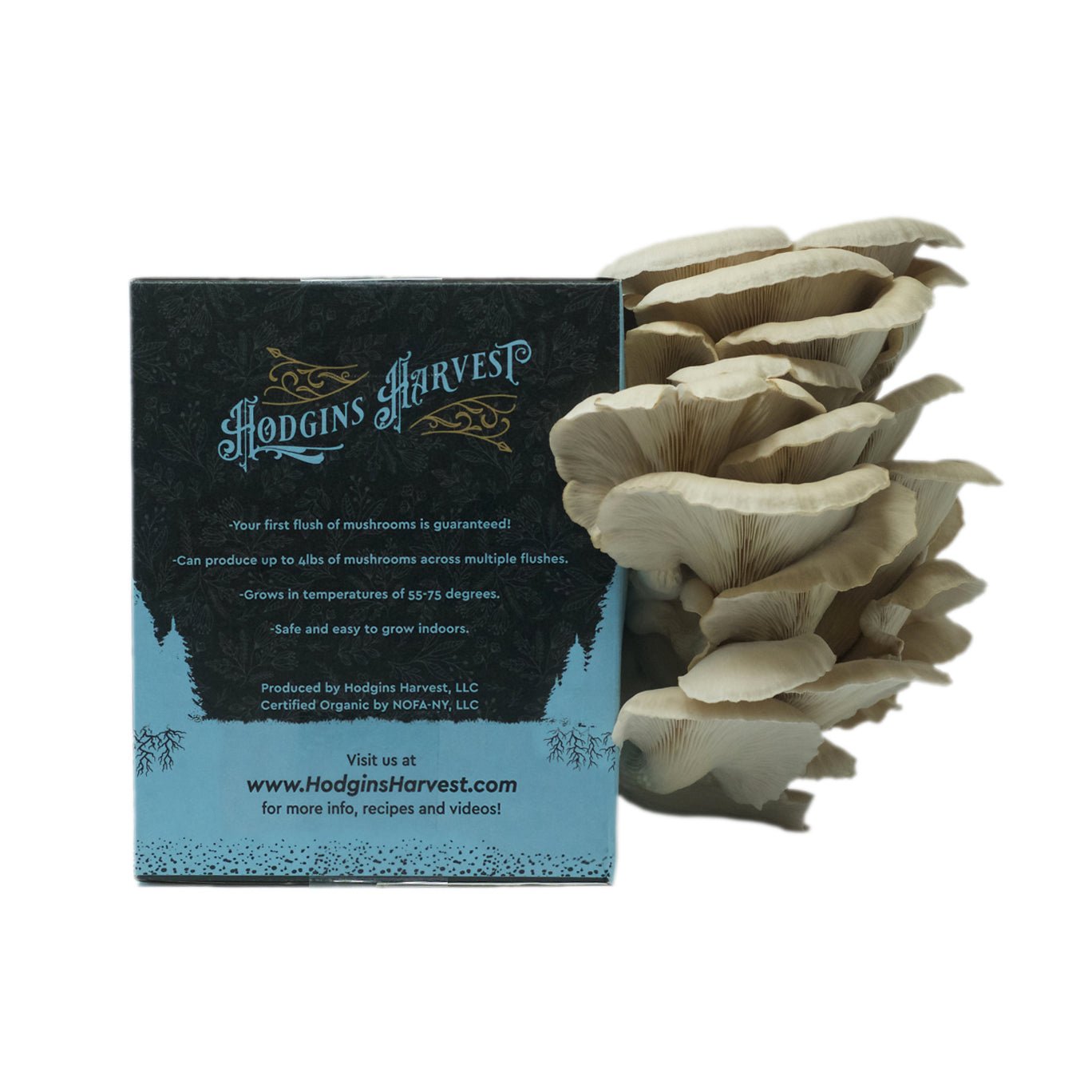 Organic Oyster Mushroom Grow Kit - The Shroomdom