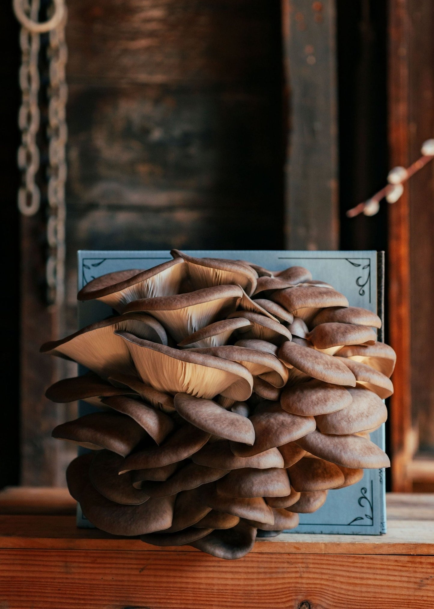 Organic Oyster Mushroom Grow Kit - The Shroomdom