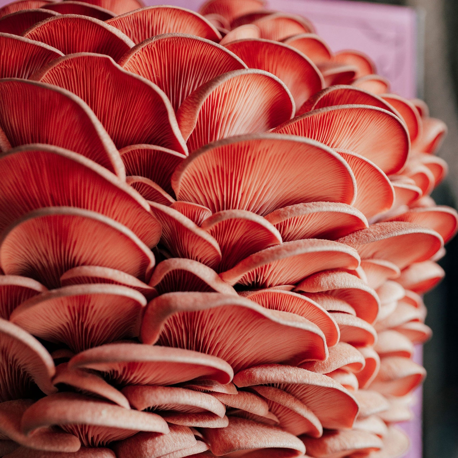Organic Pink Oyster Mushroom Grow Kit - The Shroomdom