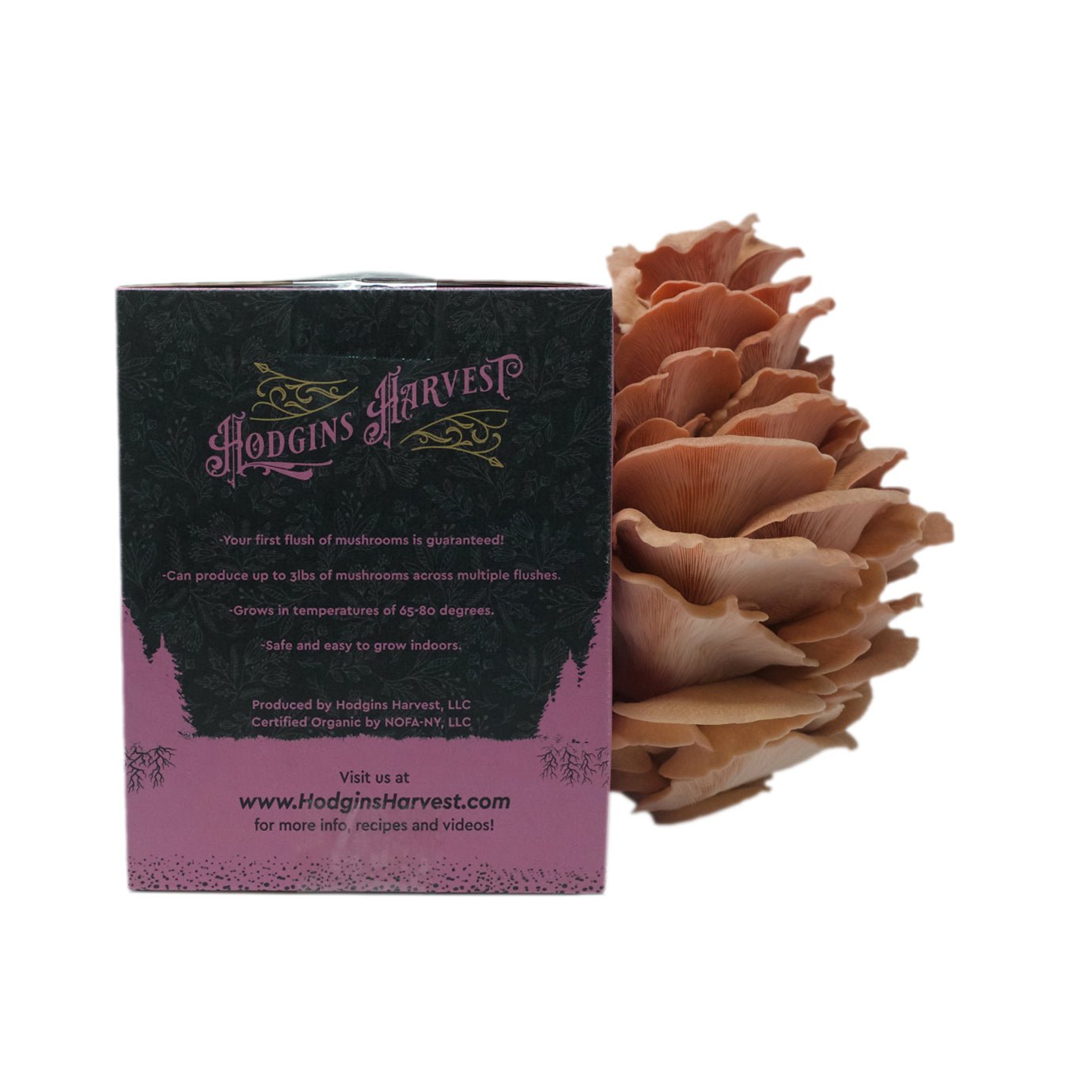Organic Pink Oyster Mushroom Grow Kit - The Shroomdom